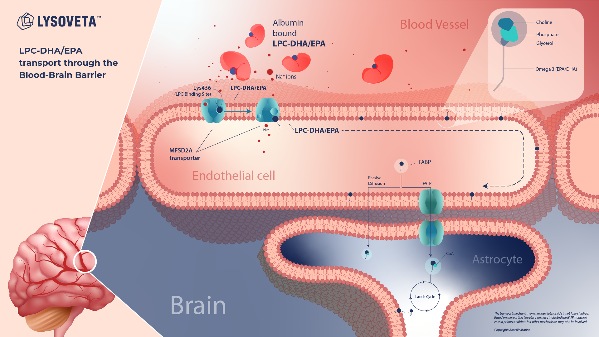 What is LPC? The "Smart Delivery" System Powering Modern Brain Nutrition