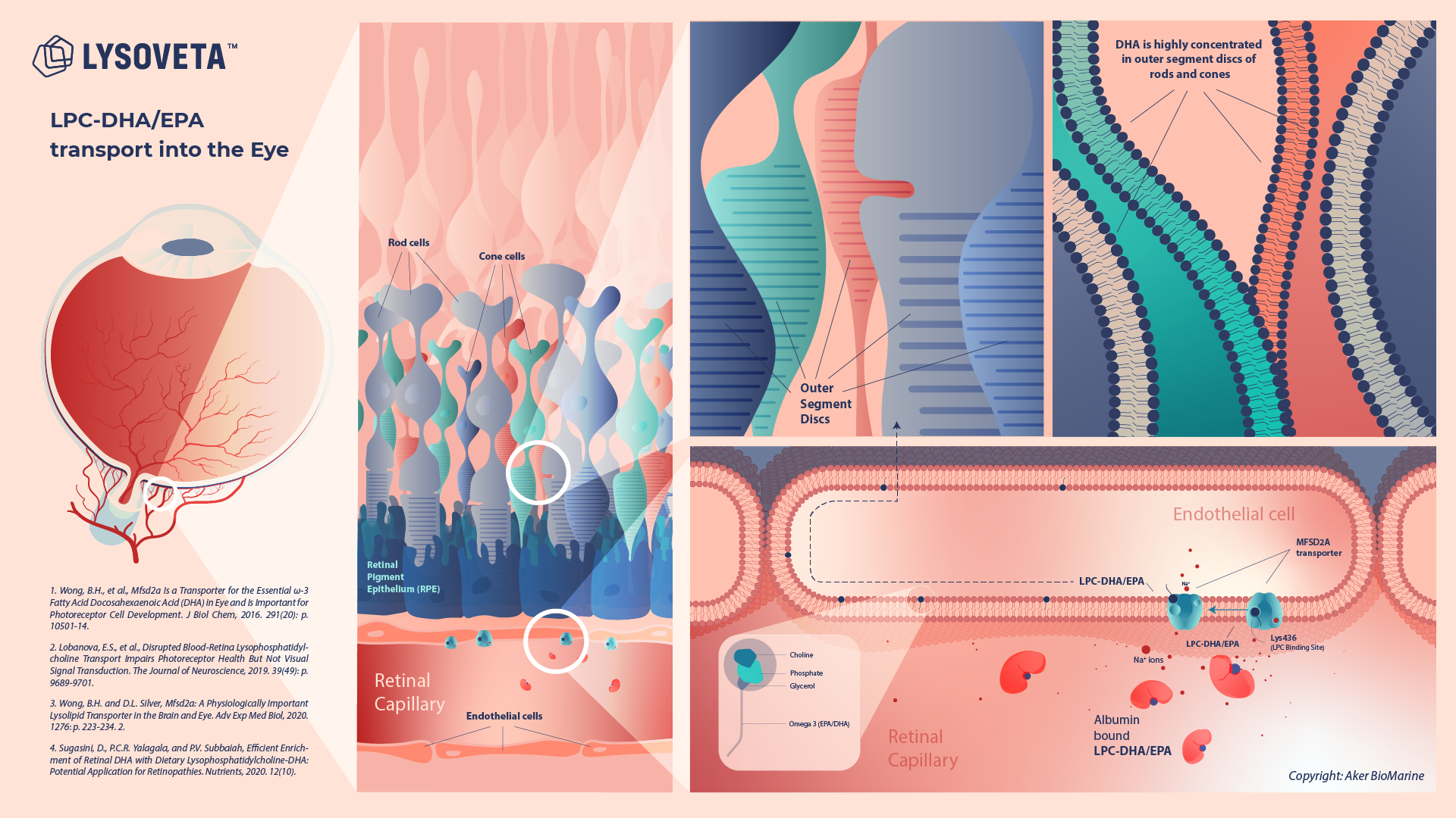 The Blood-Brain Barrier: Why Your Brain's "Security System" is a Problem for Most Supplements