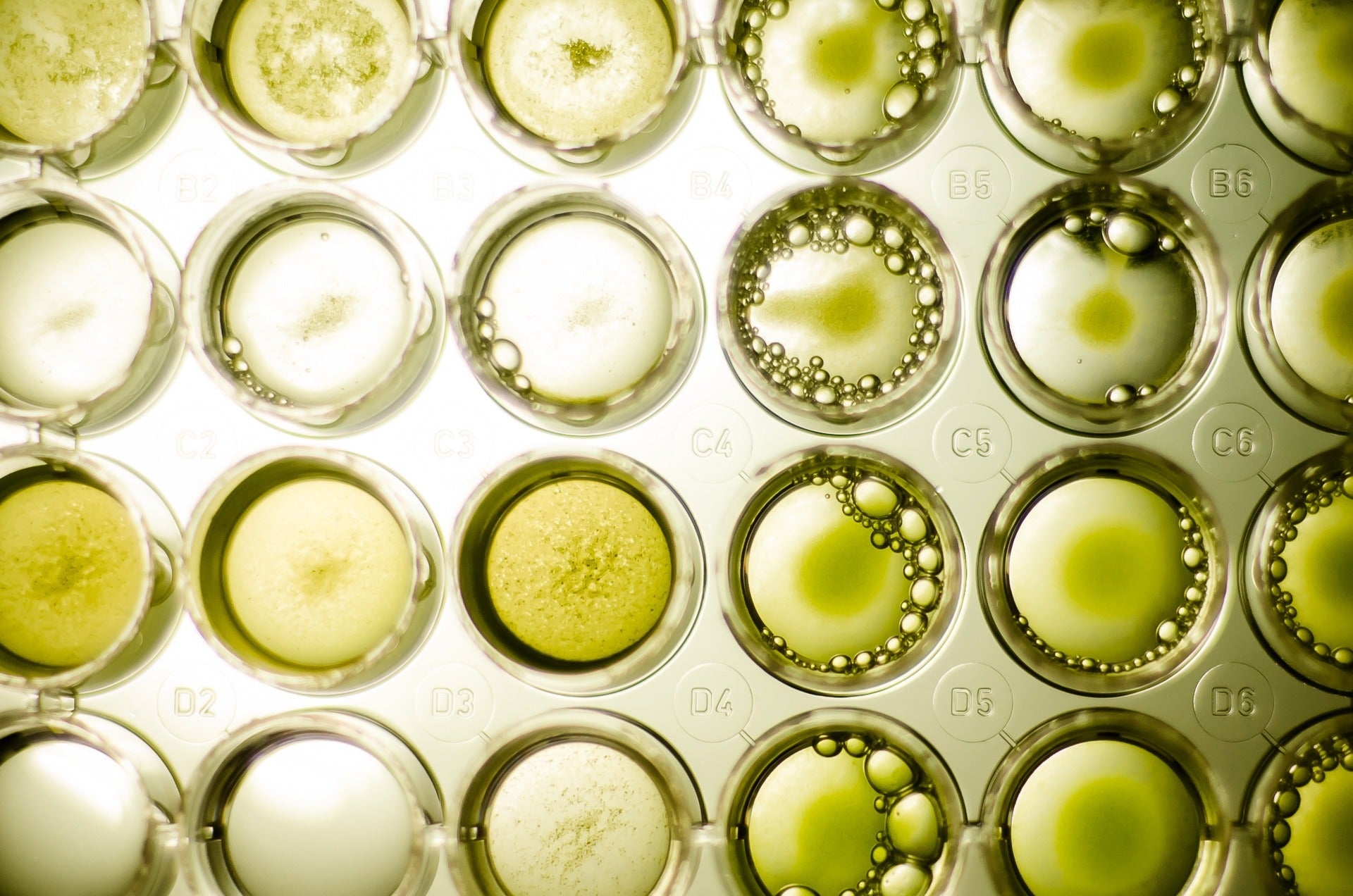 Beyond Fish Oil: Why Algae-Sourced DHA is the Future of Purity